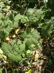 Rubus caesius