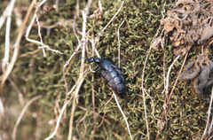 Meloe proscarabaeus