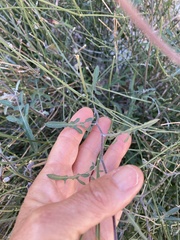 Lyrocarpa coulteri