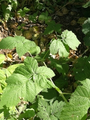 Rubus caesius