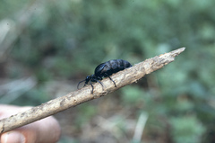 Meloe proscarabaeus