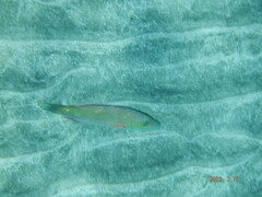 Oxycheilinus digramma