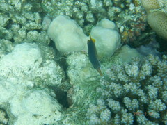 Gomphosus klunzingeri