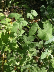 Rubus caesius