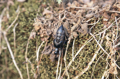 Meloe proscarabaeus