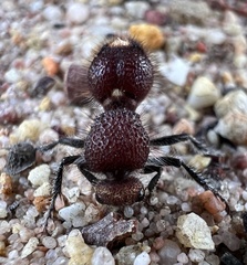 Ephutomorpha ferruginata