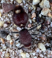 Ephutomorpha ferruginata