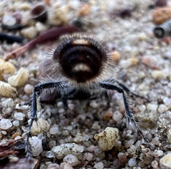 Ephutomorpha ferruginata