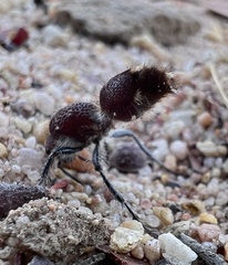 Ephutomorpha ferruginata