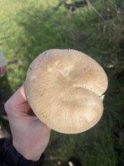 Agaricus campestris