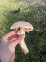 Agaricus campestris