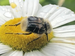 Trichiotinus assimilis