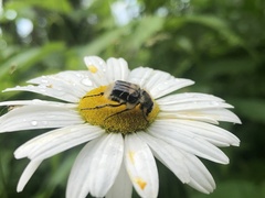 Trichiotinus assimilis