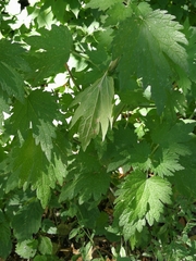 Leonurus quinquelobatus