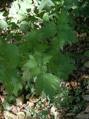 Leonurus quinquelobatus
