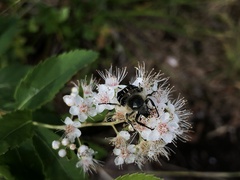 Trichiotinus assimilis