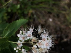 Trichiotinus assimilis