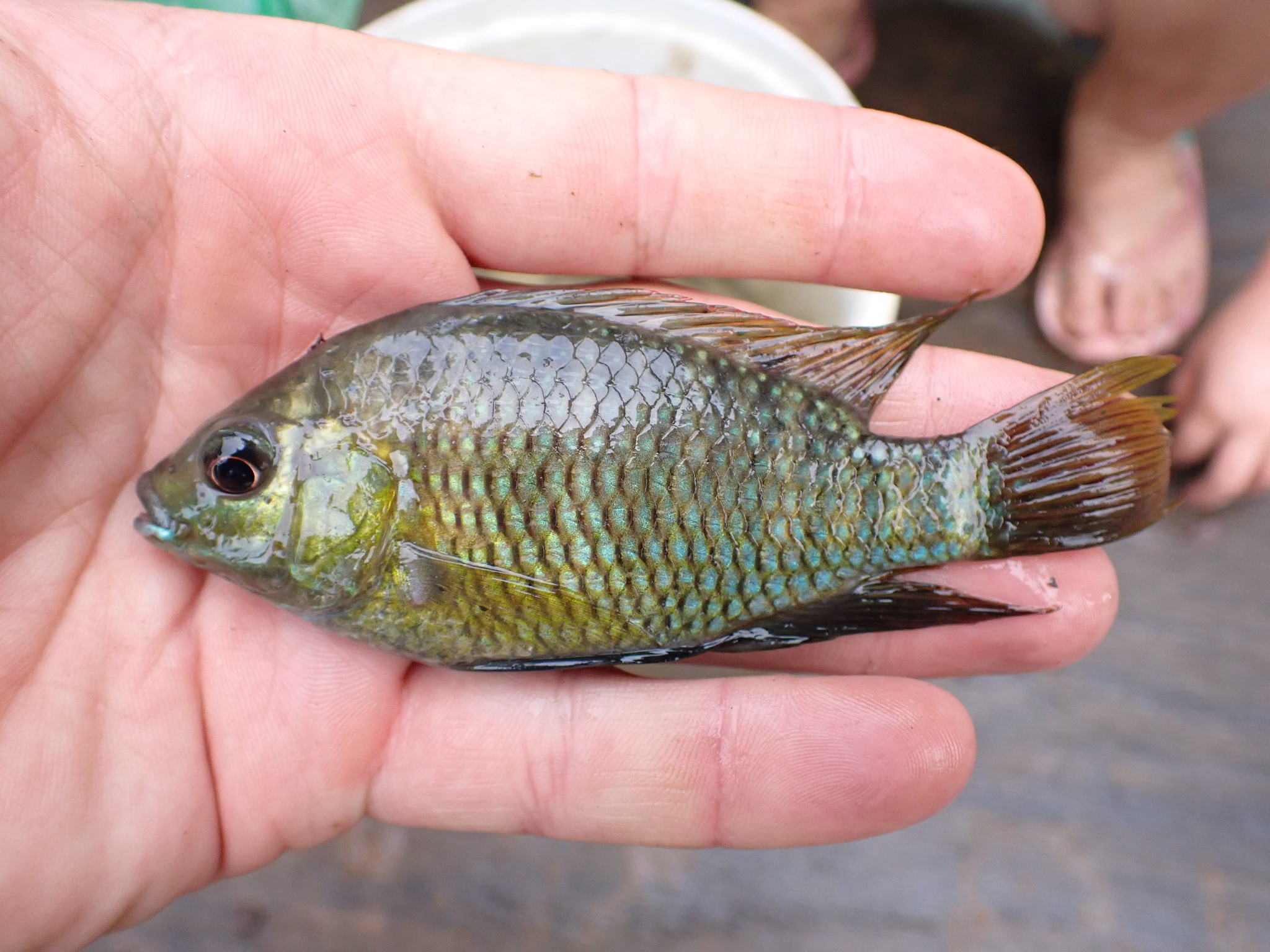 Tilapia sparrmanii Smith, 1840