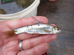 Enteromius trimaculatus