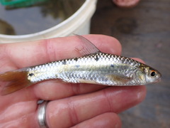 Enteromius trimaculatus