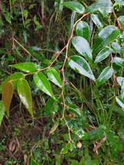 Gaultheria leucocarpa