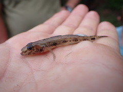 Glossogobius callidus