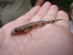 Glossogobius callidus