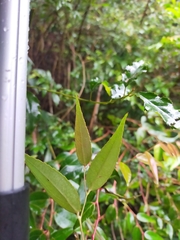 Gaultheria leucocarpa