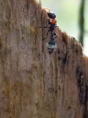 Pseudomyrmex haytianus