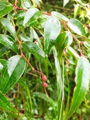 Gaultheria leucocarpa