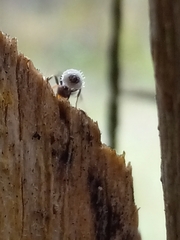 Pseudomyrmex haytianus
