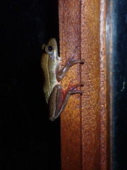 Hyperolius marmoratus taeniatus