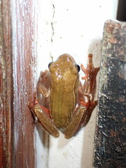 Hyperolius marmoratus taeniatus