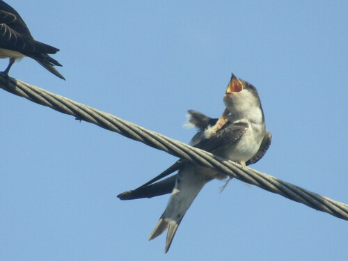 Avión común occidental (Delichon urbicum)