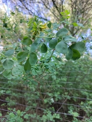 Coronilla valentina