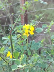 Coronilla valentina