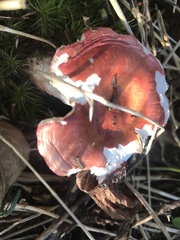 Russula peckii