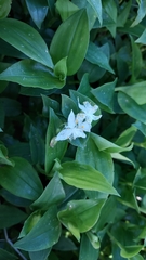 Tradescantia fluminensis