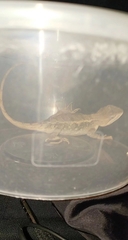 Diploderma brevicauda