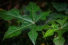 Brachychiton discolor