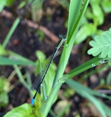 Aciagrion dondoense