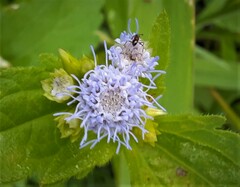 Praxelis clematidea