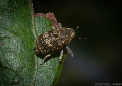 Eutyrhinus meditabundus