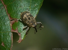 Eutyrhinus meditabundus