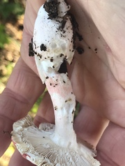 Russula peckii