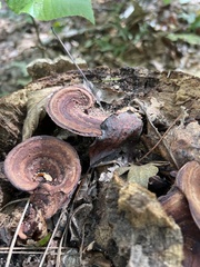 Nigroporus vinosus