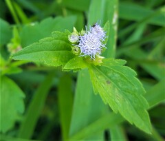 Praxelis clematidea