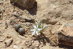 Ornithogalum trichophyllum