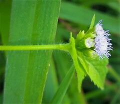 Praxelis clematidea