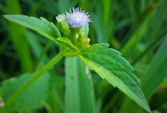 Praxelis clematidea